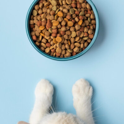 Quels aliments sont toxiques pour le chat ?